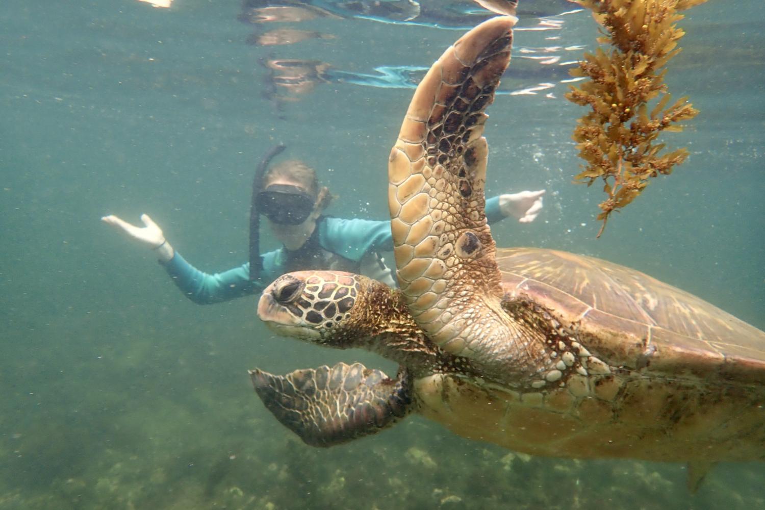一名<a href='http://a2.visuallytech.com'>博彩网址大全</a>学生在Galápagos群岛游学途中与一只巨龟游泳.